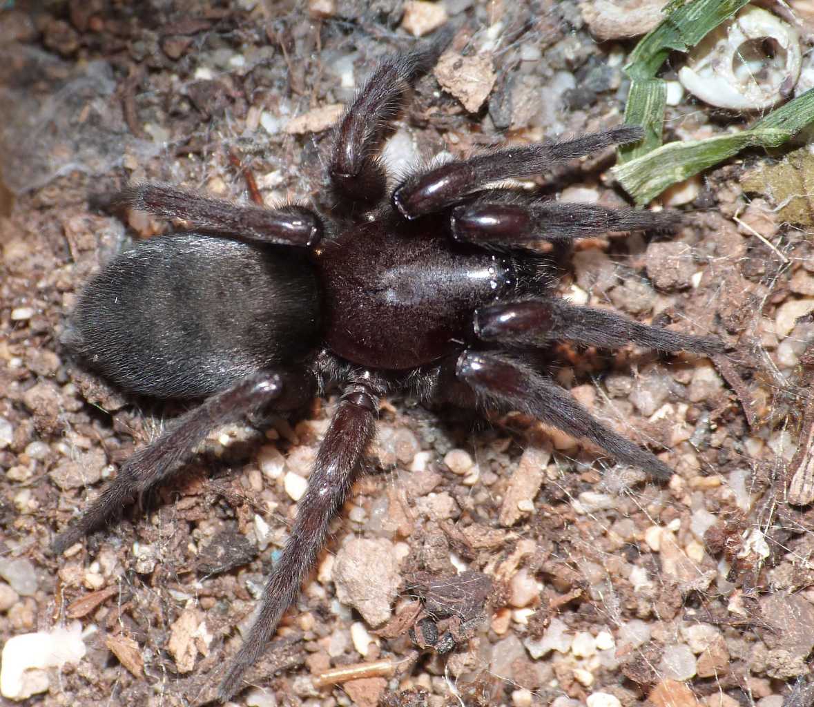 Scotophaeus cf. scutulatus - Tolfa (RM)